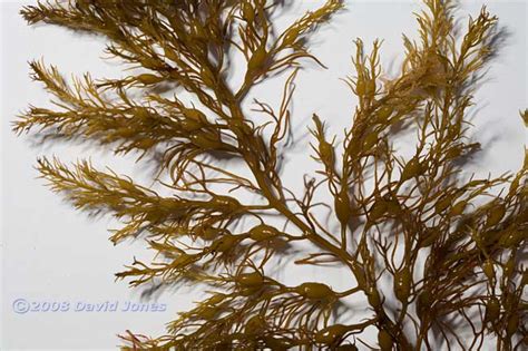 Brown seaweeds - 1 (close-up), 22 September 2008