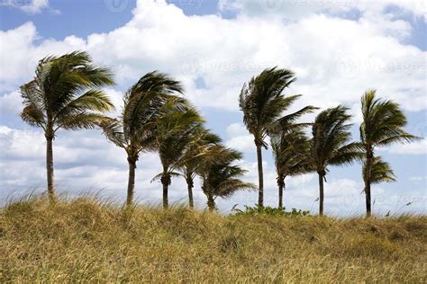 Palm trees swaying in the wind 1356006 Stock Photo at Vecteezy