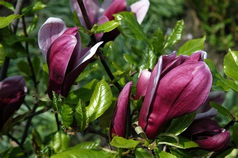 Magnolia liliiflora 'Nigra' | Magnolia liliiflora 'Nigra' - Van den Berk Nurseries