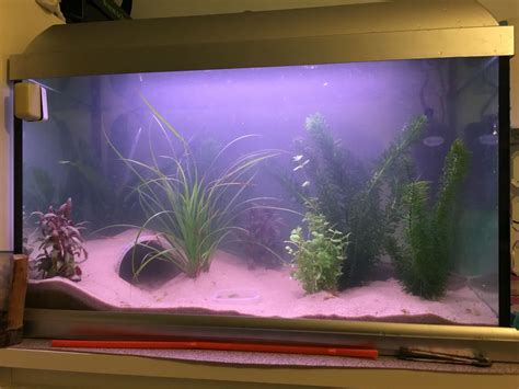 an aquarium with plants and rocks in it