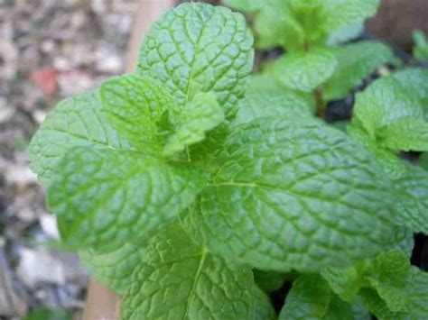 Health Benefits of Mint - Gardening Channel