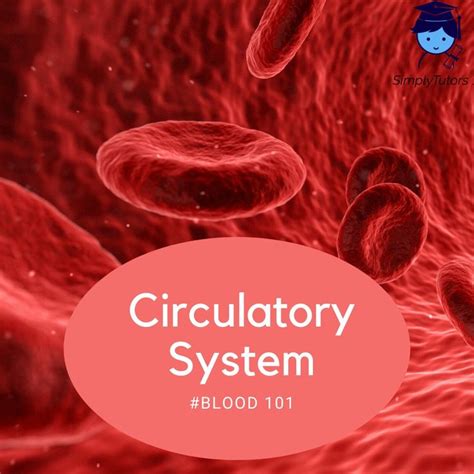 GCSE Biology Crash Course: Circulatory System