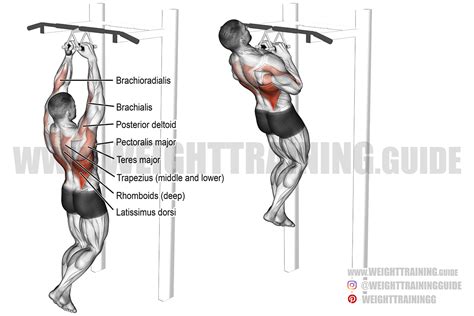 Close neutral grip pull-up exercise and video | Weight Training Guide