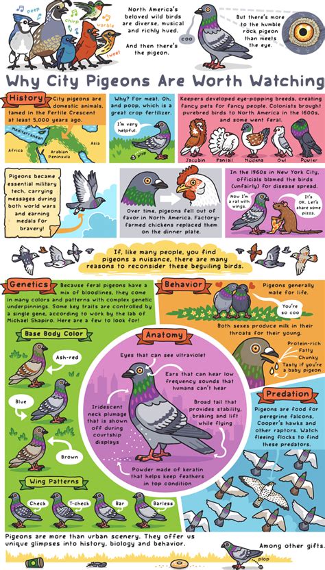 Why City Pigeons Are Worth Watching — Rosemary Mosco