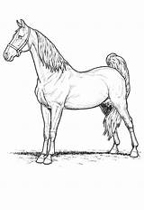 Horse Pictures Coloring Pages sketch template