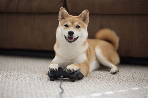 Why Your Dog Needs Its Own Video Games, and How They May Even Be Good ...