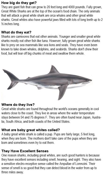 Great white shark facts for kids | Childhood Education