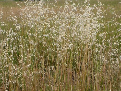 Poaceae / Grass family: Avena fatua / Wild oats: Summer annual | Wild ...