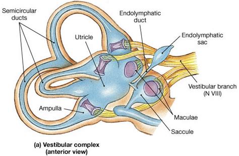 Vestibular Quiz Flashcards by ProProfs