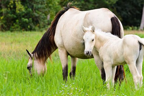 How Long Do Horses Ovulate? - NexGen Pharmaceuticals