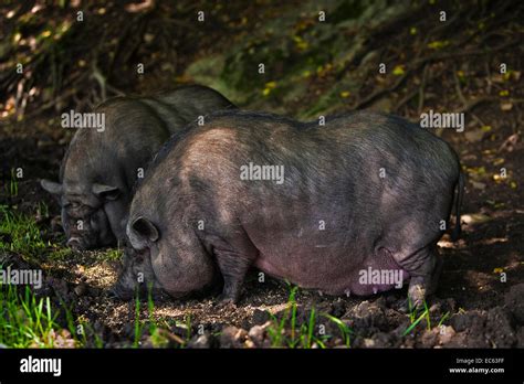 Pot belly pigs hi-res stock photography and images - Alamy