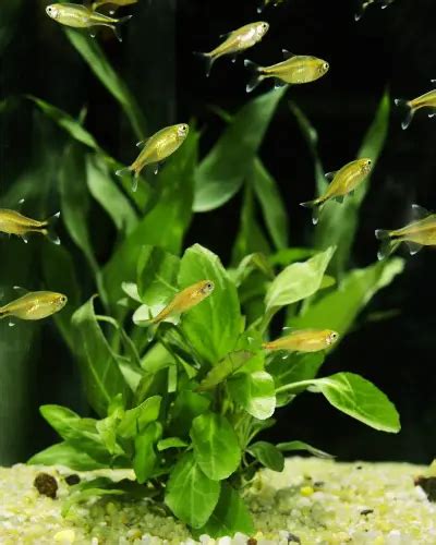 Silver Tip Tetra Lifespan in Aquarium (Ultimate Care Guide)