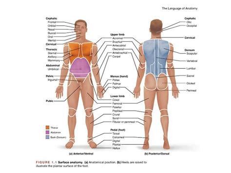 Anatomic Regions | Human anatomy and physiology, Medical anatomy, Human ...