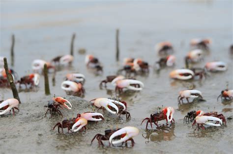 Climate Change Driving Fiddler Crabs North, Destroying Salt Marshes