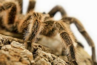 How to Make a Pet Tarantula Habitat You Can Be Proud Of