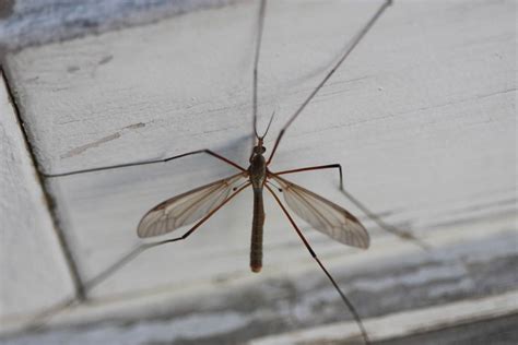 Crane Flies: Harmless Bugs With a Bad Rap | Dengarden