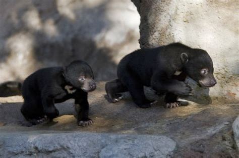 Sun Bear - ZooBorns