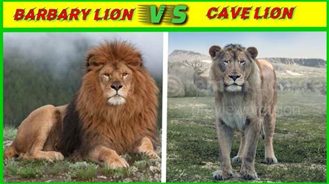 Barbary lion vs cave lion किसकी होगी जीत?/lion vs lion/cave lion vs barbary lion/A.K.Knowledge ...