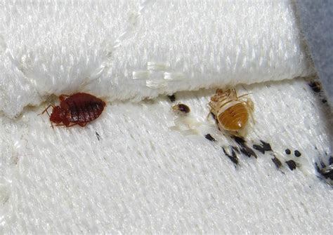 Bed Bug Shells: Size, Appearance, and Everything You Need to Know