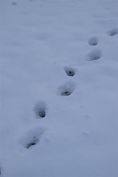 Deer tracks in deep snow stock photo. Image of eifel - 240858892