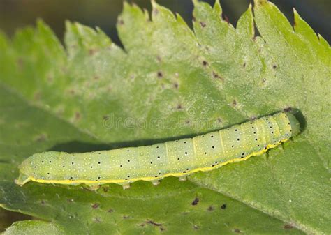 Insect Caterpillar Tomato Moth Stock Photo - Image of butterfly, green ...