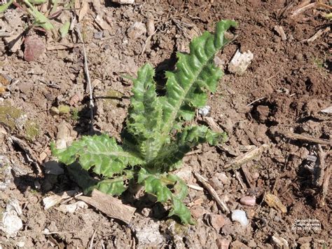 It is Canada thistle, not Canadian thistle . . . | UNL Beef