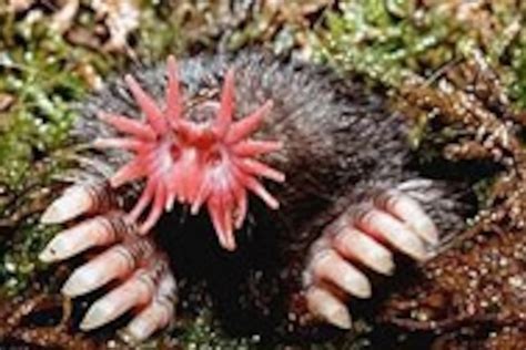 Learn to smell underwater with the star-nosed mole