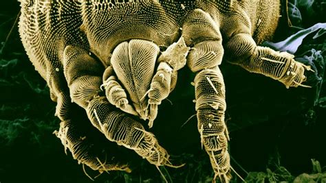 Mite Paratarsotomus macropalpis is World's Fastest Terrestrial Animal ...