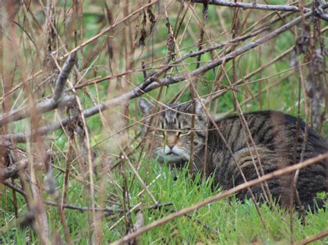 New Zealand feral cat-hunting contest for kids is scrapped after ...