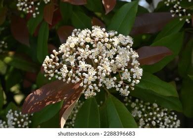 730 Photinia Red Robin Flowers Images, Stock Photos & Vectors ...