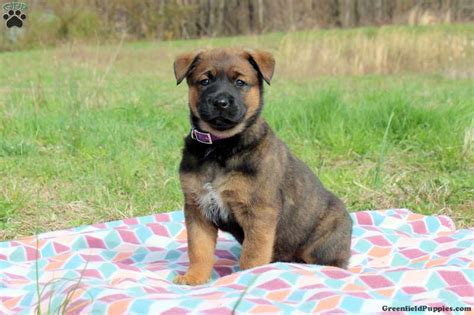 Pitbull German Shepherd Rottweiler Mix