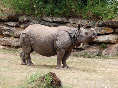 Indian Rhinoceros: They Are More Than Just a Fierce Creature – Page 2 – Animal Encyclopedia