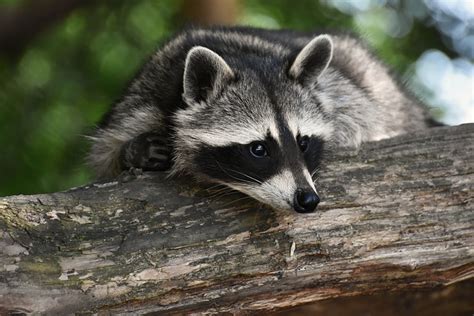 Raccoon Wild Animal Furry - Free photo on Pixabay