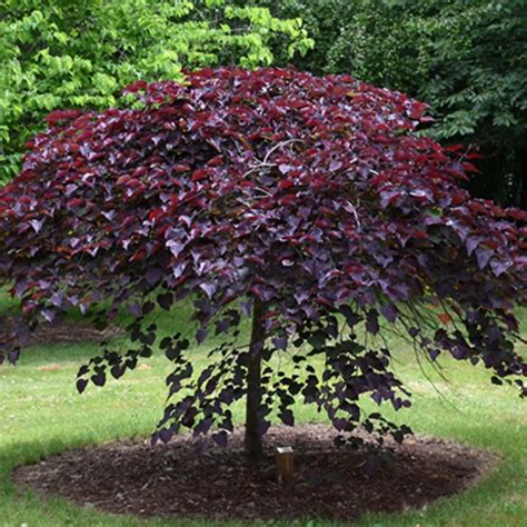 Redbud - Ruby Falls (Weeping) - 202 Tree Center