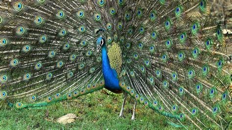 Peacock Day at LA Arboretum – NBC Los Angeles