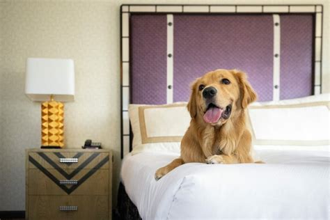 Amazing Pet-Friendly Hotels San Diego - Bring Fido & Co