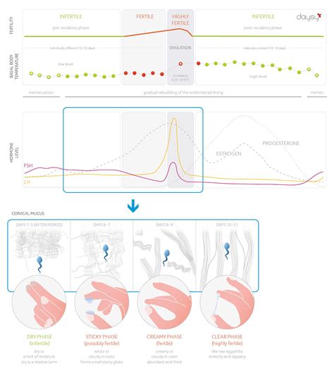 1 Week Early Pregnancy Cervical Mucus Stages | Free Download Nude Photo ...