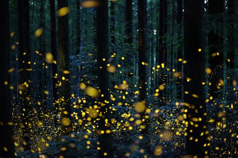 Fire Flies