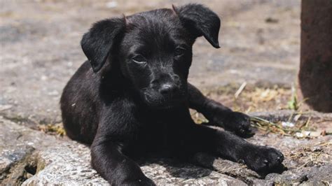 Perros abandonados: Por qué la mayoría son negros - Mestizos Magazine