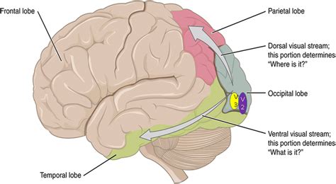 The visual processing pathways in the brain. Ventral visual area V2 is ...