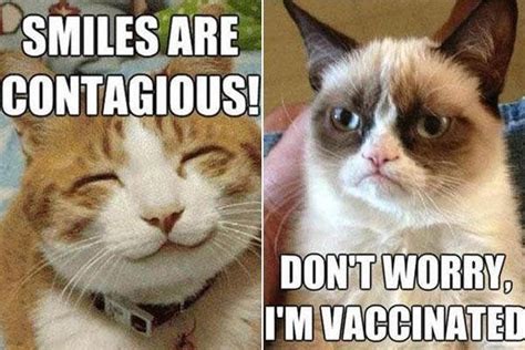 9 Best Grumpy Cat Memes