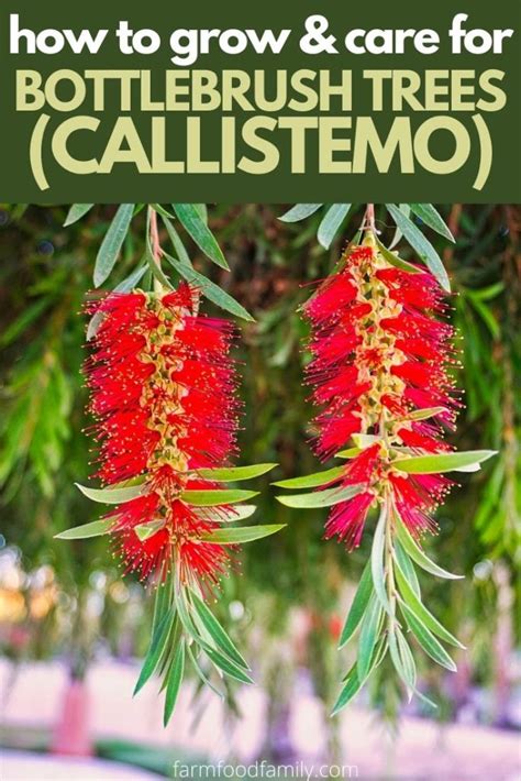 Bottle Brush Tree: Varieties, Growing and Caring For Callistemon