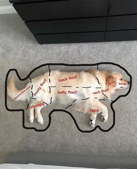 The Good boi Anatomy : r/funny