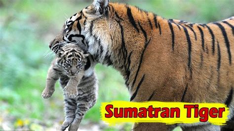 Sumatran Tiger - Facts, Habitat, Size And Threats - YouTube