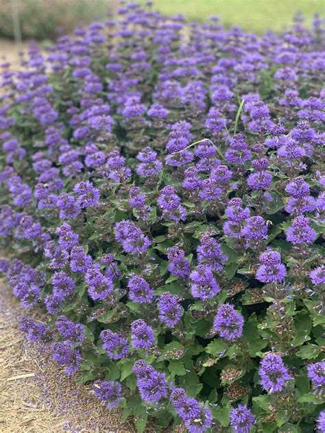 Caryopteris - Pavillion Blue Bluebeard Shrub - Sugar Creek Gardens | Pollinator garden, Shrubs ...