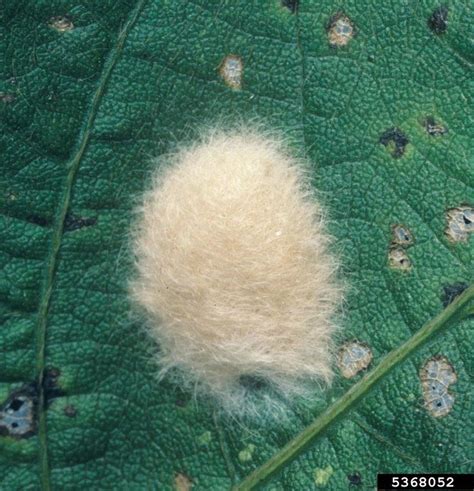 cotton leafworm, tobacco cutworm (Spodoptera litura)