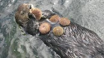 Behavioral Adaptations - Sea Otters