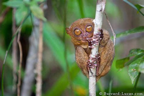 Philippine Tarsier | A Philippine Tarsier from Bohol Island … | Flickr