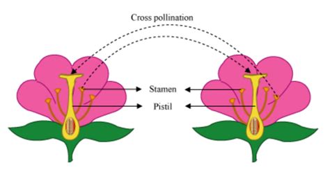 Self Pollination Examples