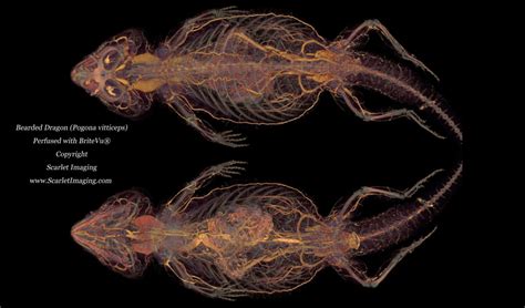 Bearded dragon anatomy as seen with BriteVu - BriteVu